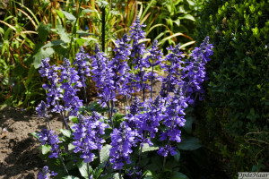 Salvia Mysty Spires     